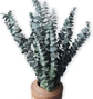 10 Pack Eucalyptus Bundle